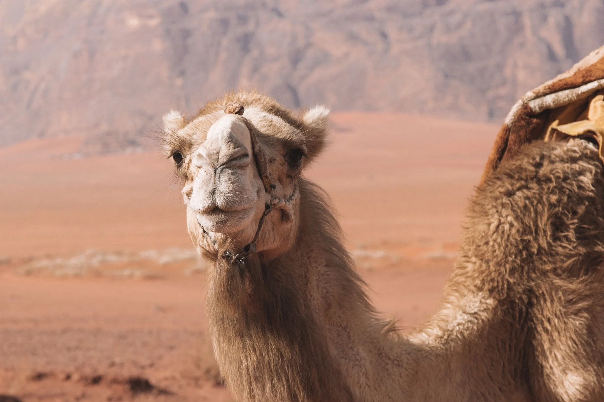 Half Day Camel Tour (Tour Only)