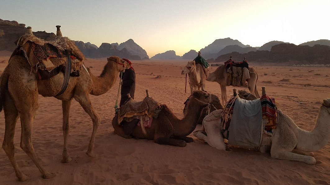 Half Day Camel Tour + Overnight in Traditional Beduin Tent
